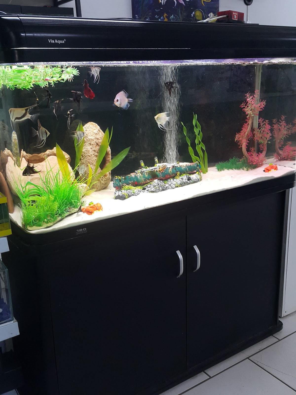 Peixinho Dourado - Foto 5