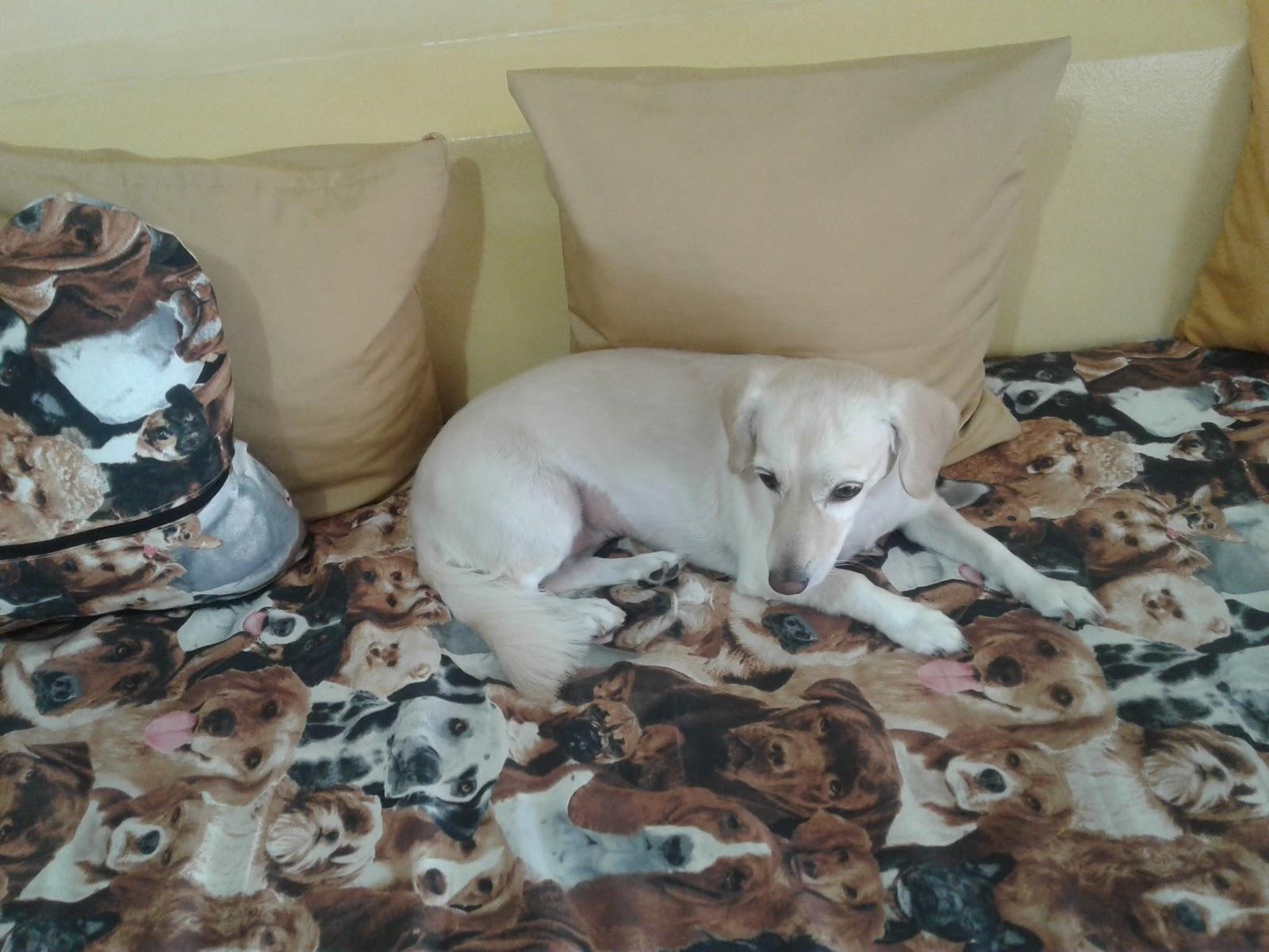 Provet Clínica Veterinária