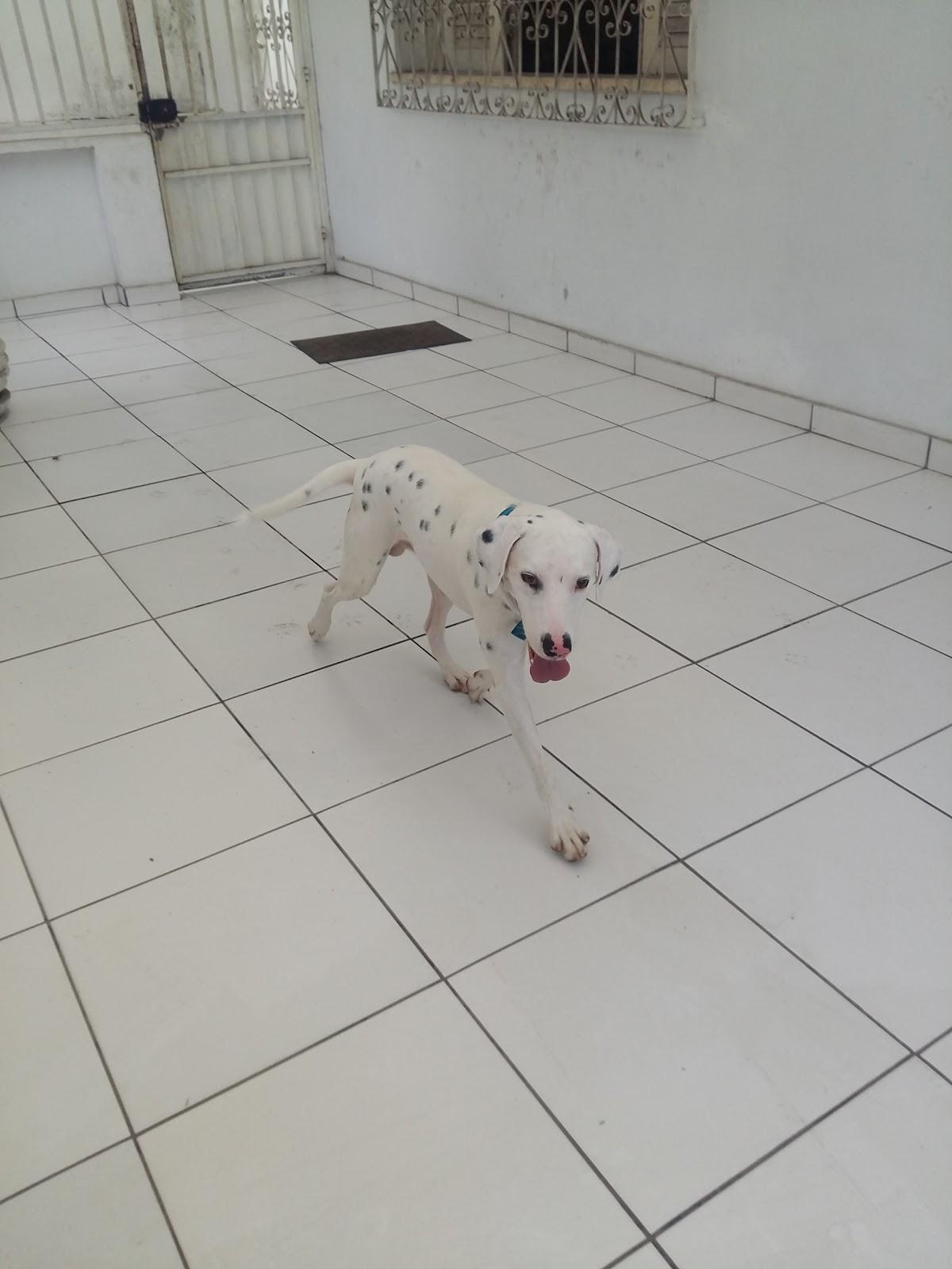 Bichos e Cia Clínica Veterinária