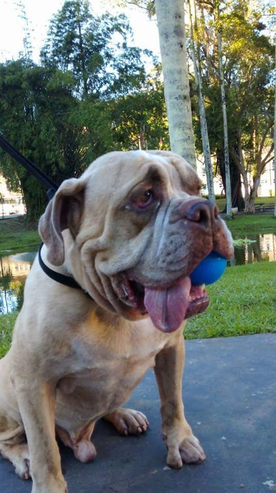 Vet Center - Centro Clínico Veterinário