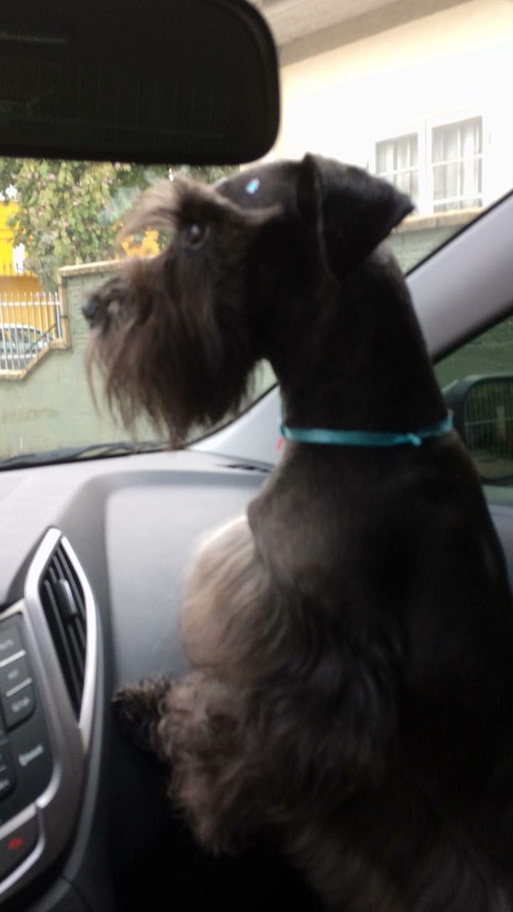 Pet Shop Amigo Bicho