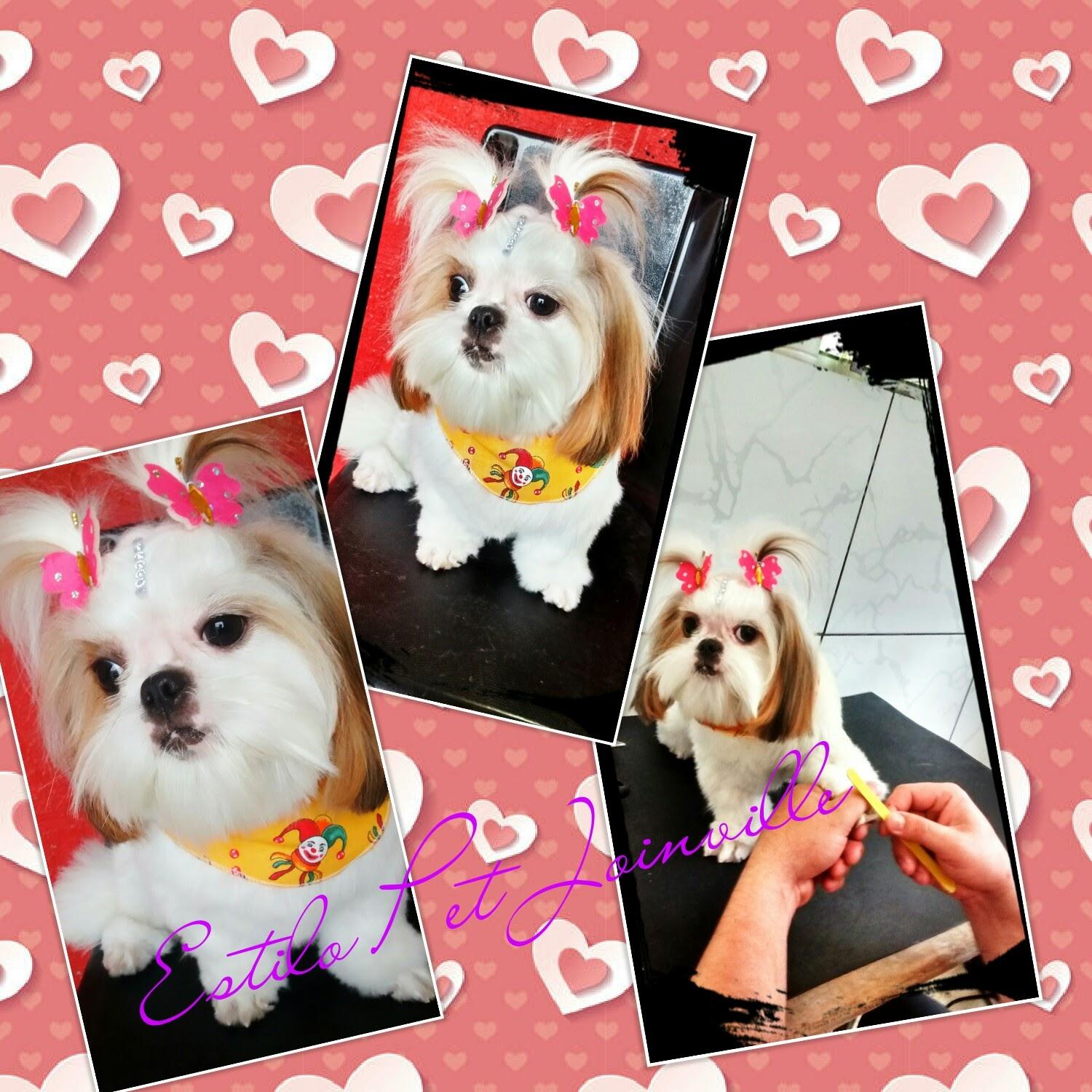 Estilo Pet Joinville - Foto 4