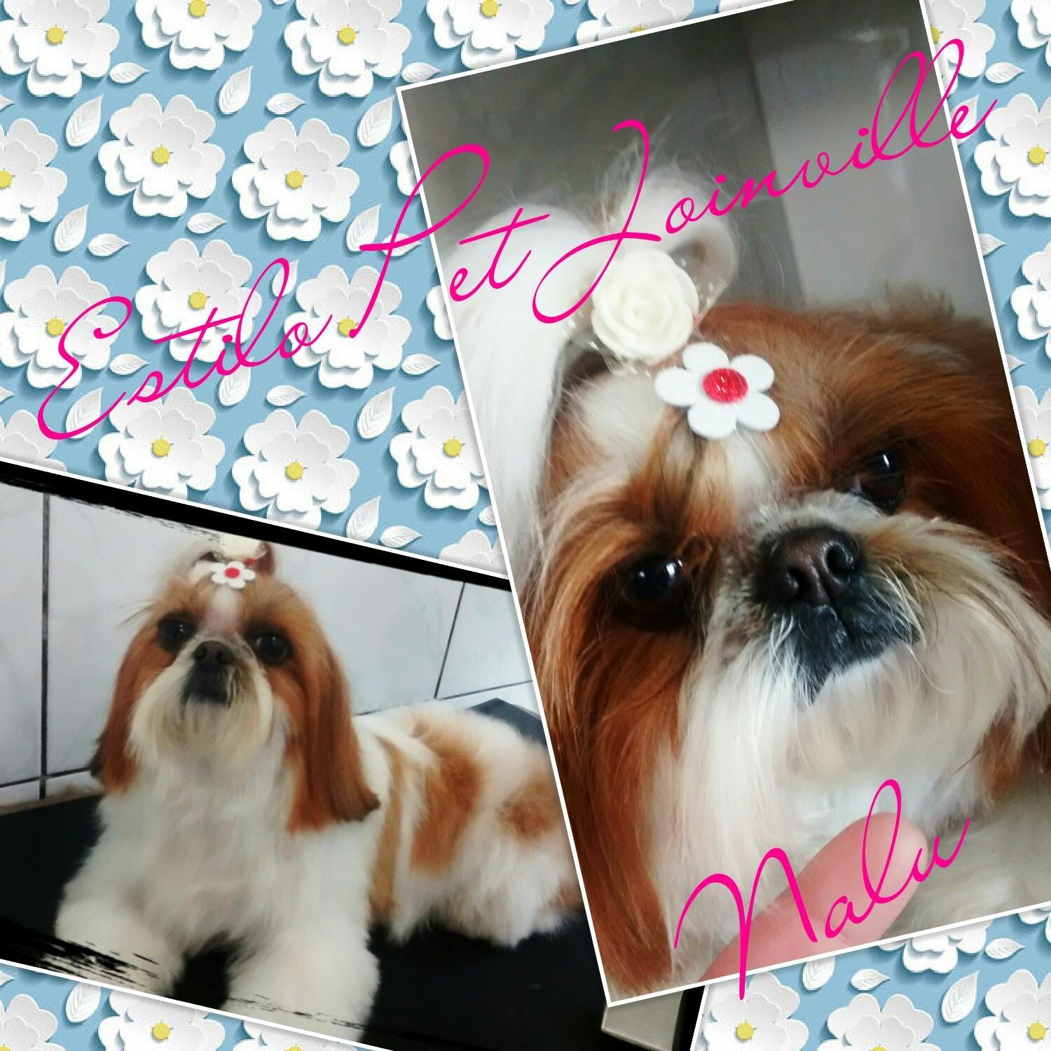 Estilo Pet Joinville - Foto 3