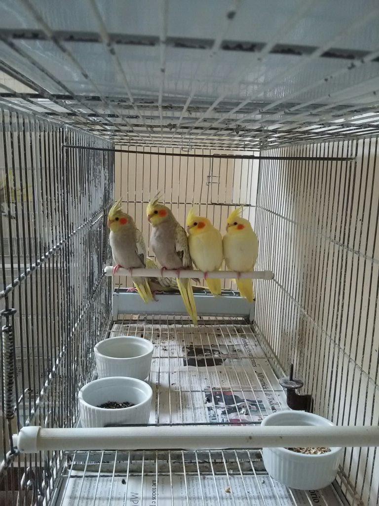Calopsitas JH - Pet Shop em Jaboatão dos Guararapes