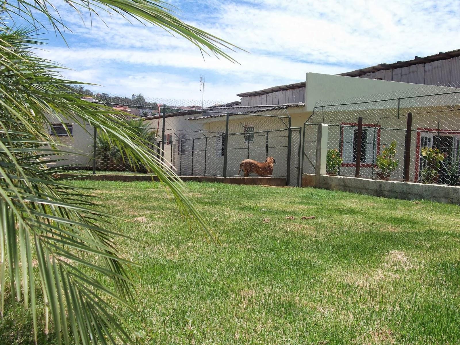 CLÍNICA VETERINÁRIA VILLA PET - MEDICINA VETERINÁRIA - Foto 2