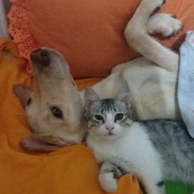 PERSONALPET - Atendimento Veterinário - Juiz de Fora