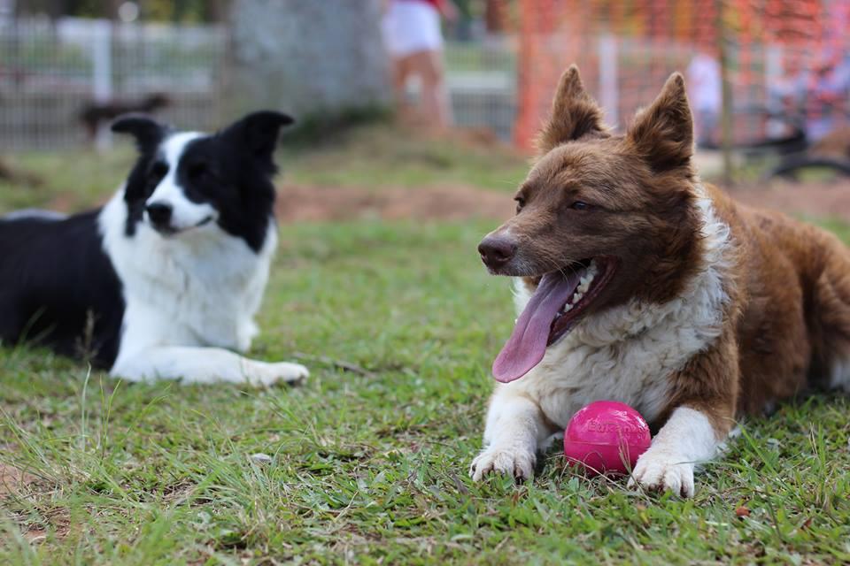 DivertiCão - Hotel, Adestramento, Banho & Tosa