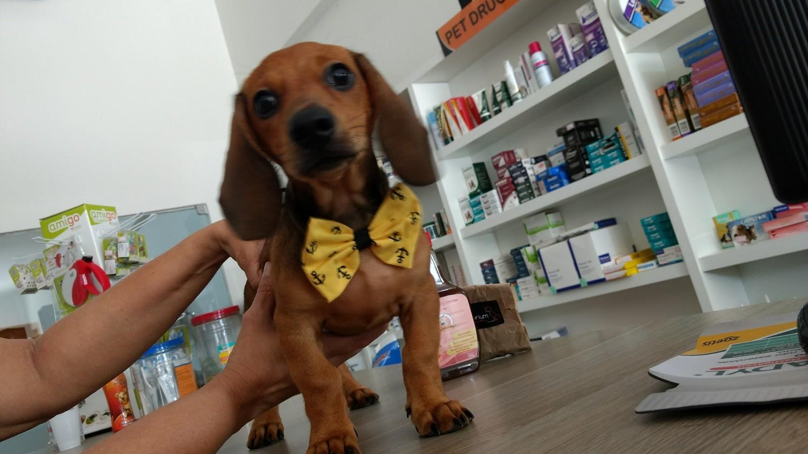 Emporium Cães e Gatos - Foto 3