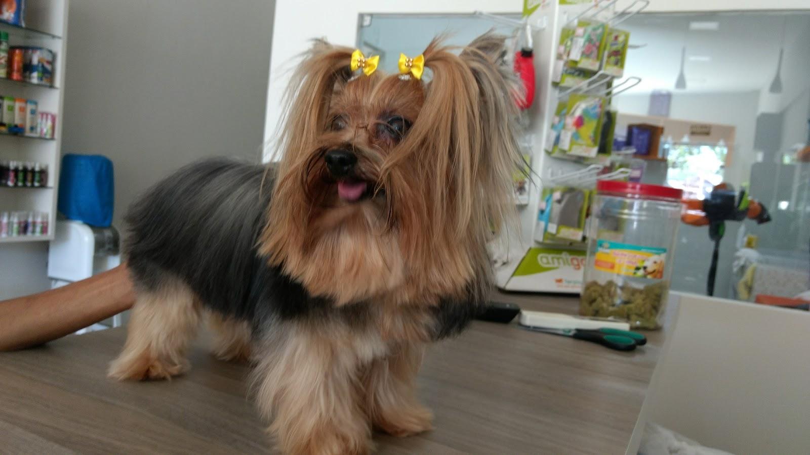 Emporium Cães e Gatos - Foto 2