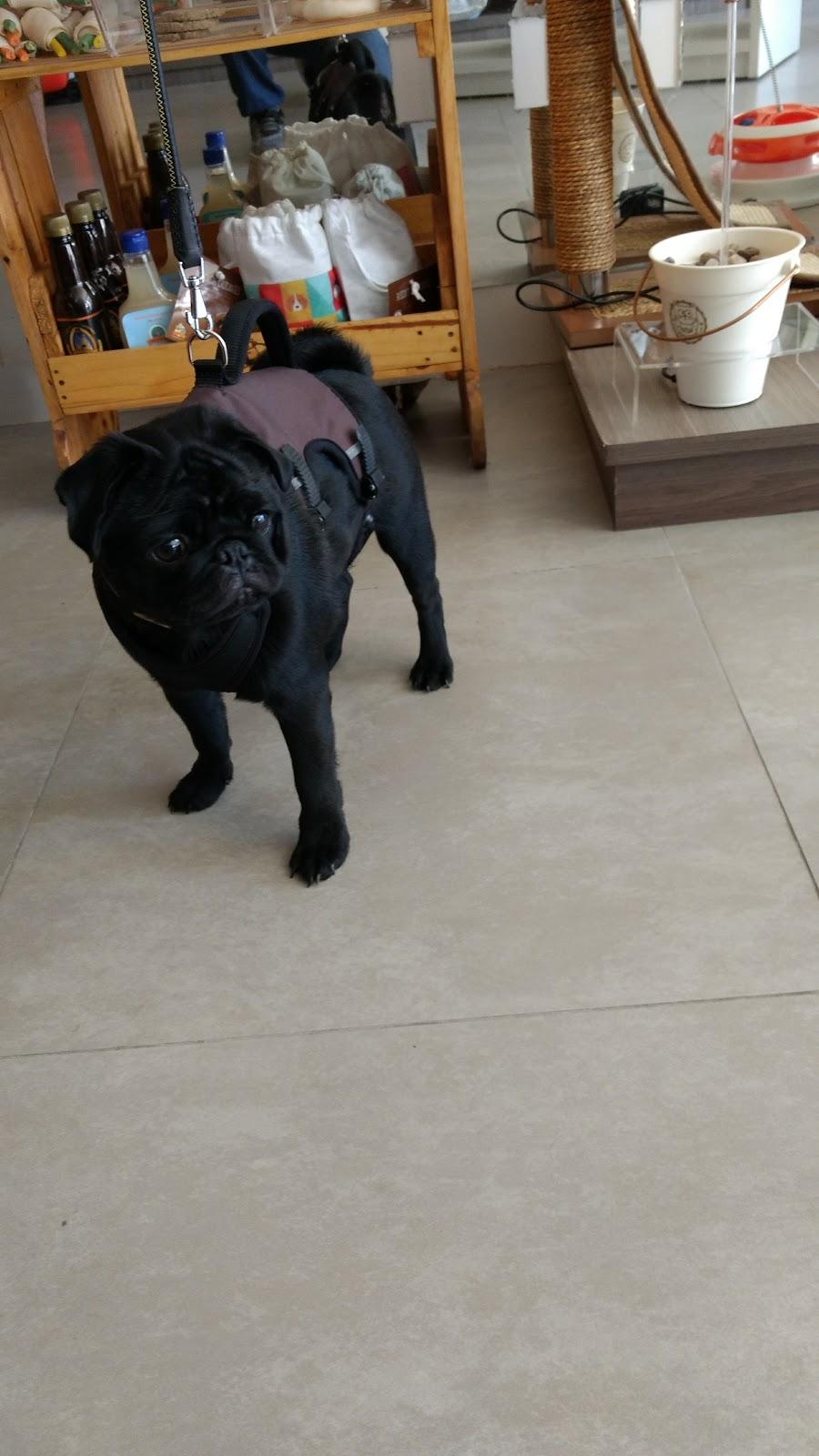 Emporium Cães e Gatos - Foto 4