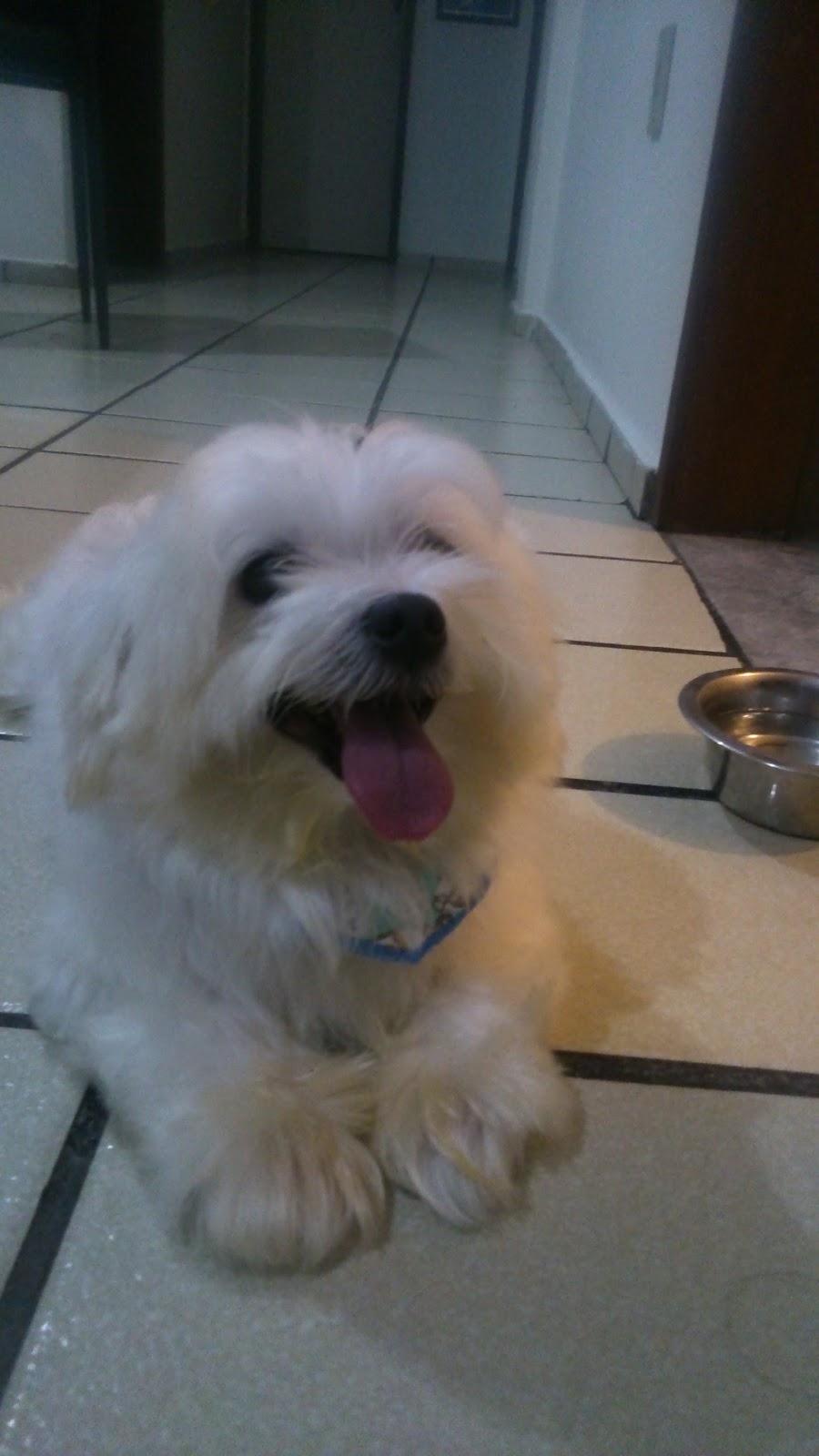 Pet treat Veterinary Clinic - Foto 4