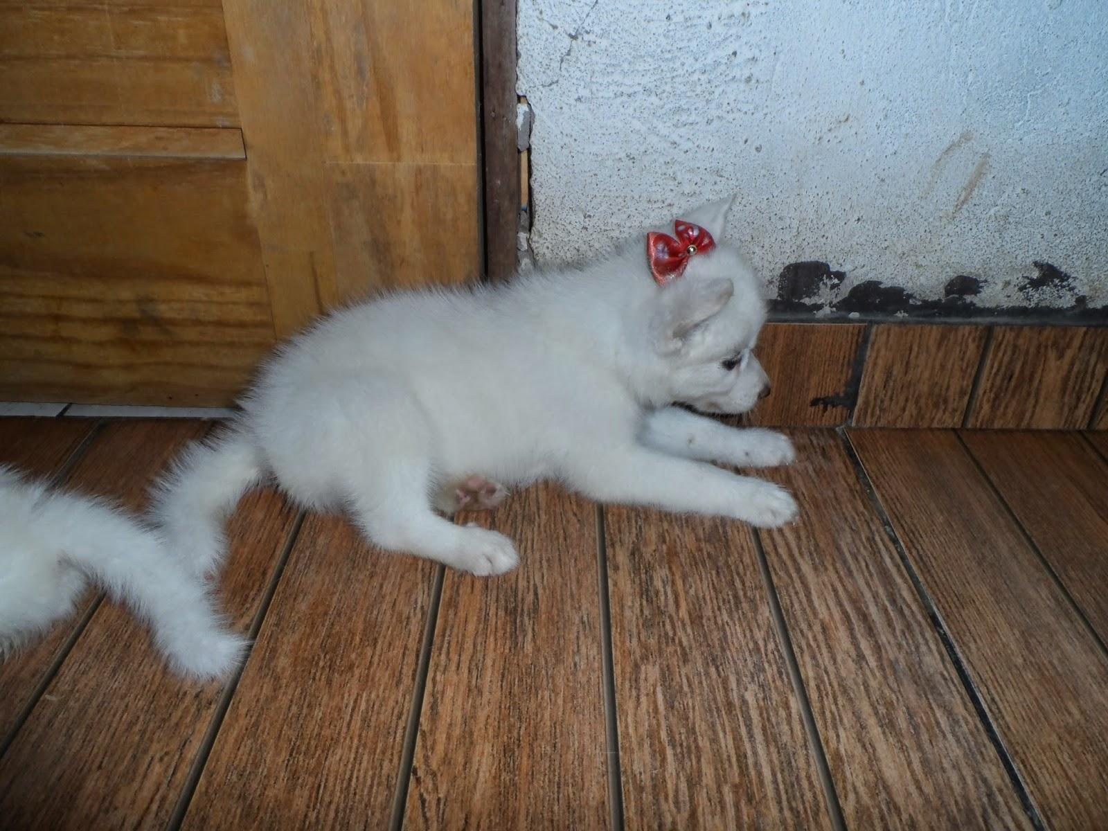 Animal Planet Pet Shop - Foto 2