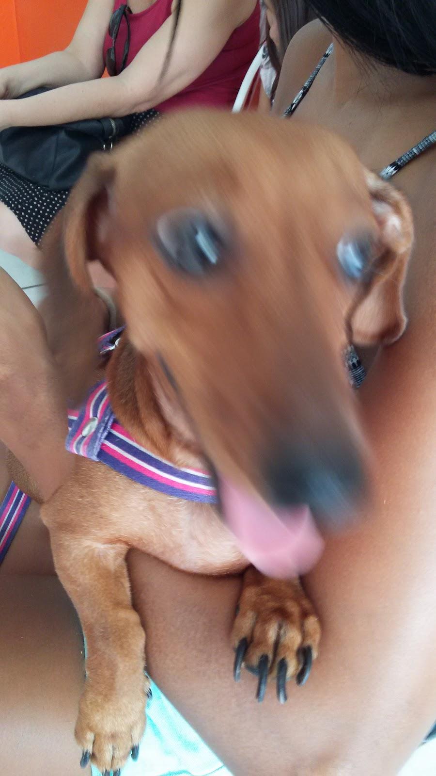 Focinhos e Patinhas - Foto 4