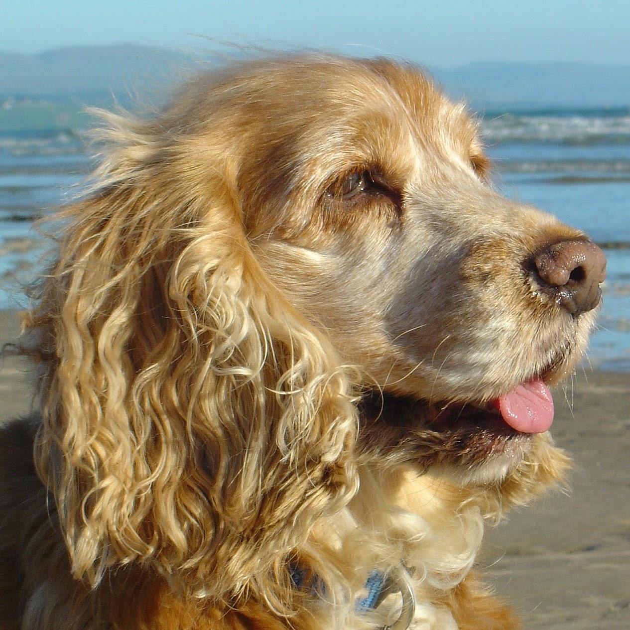 Consultório Veterinário Dr. André Luiz Ramos