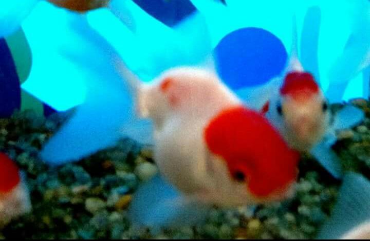 Pet Shop - Foto 2