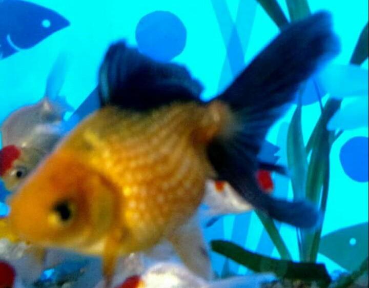 Pet Shop - Foto 4