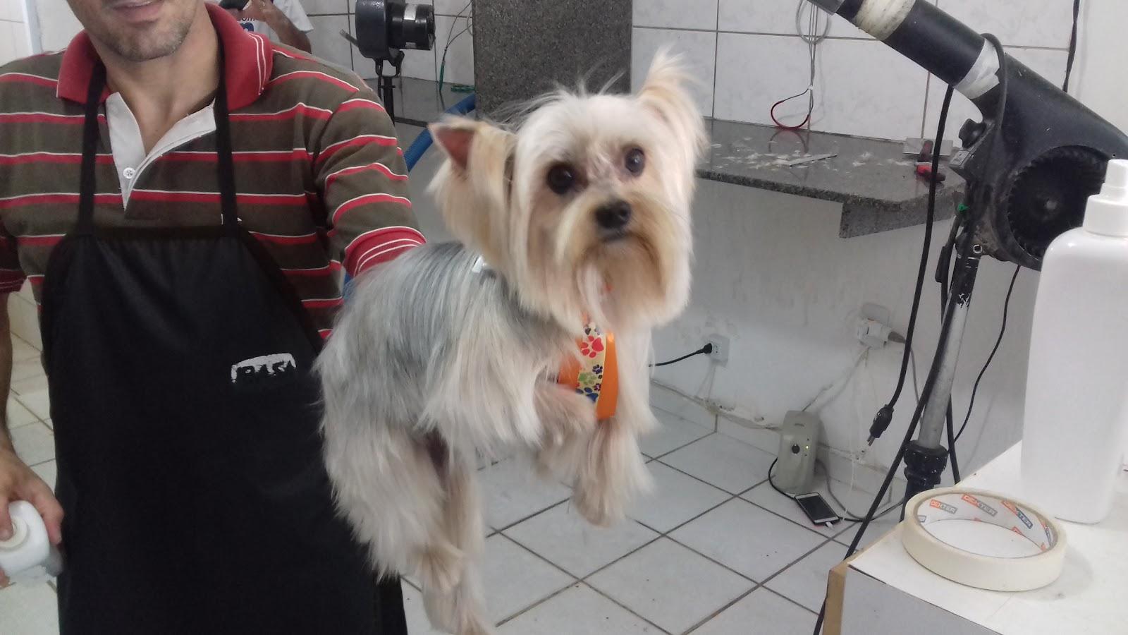 Pet Mania NATAL - Foto 2