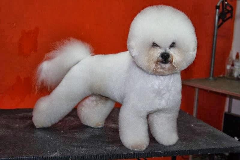 anjos de patas pet shop - Pet Shop em Parnamirim