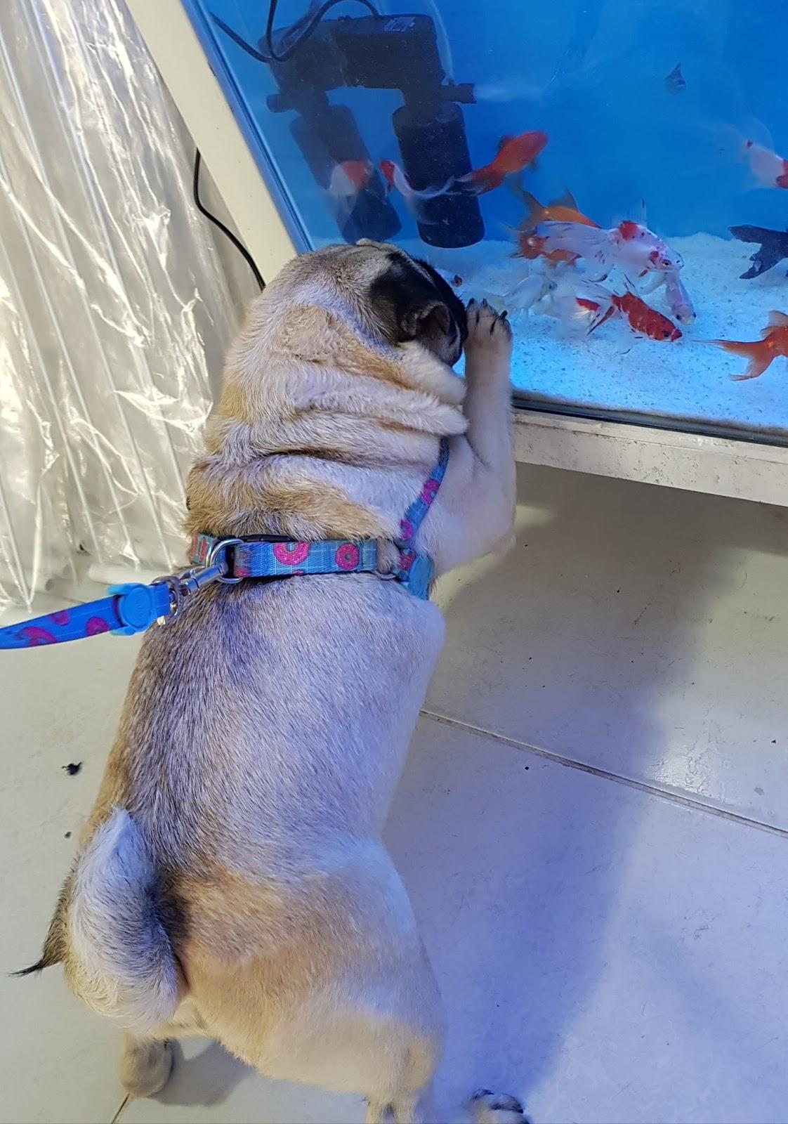RN Pet - Foto 4