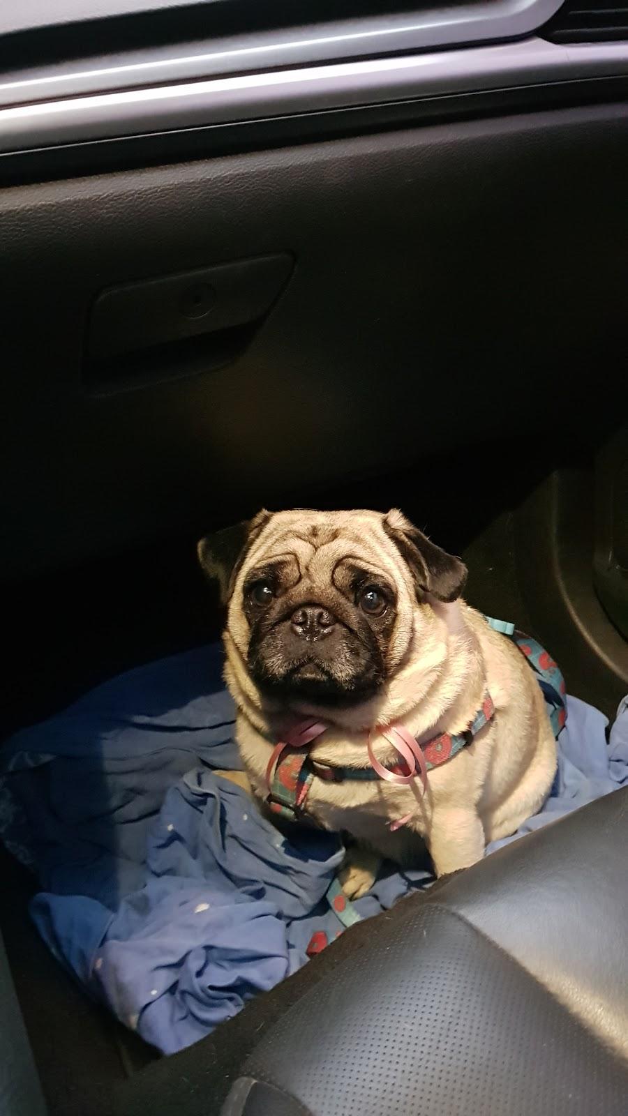 RN Pet - Foto 2