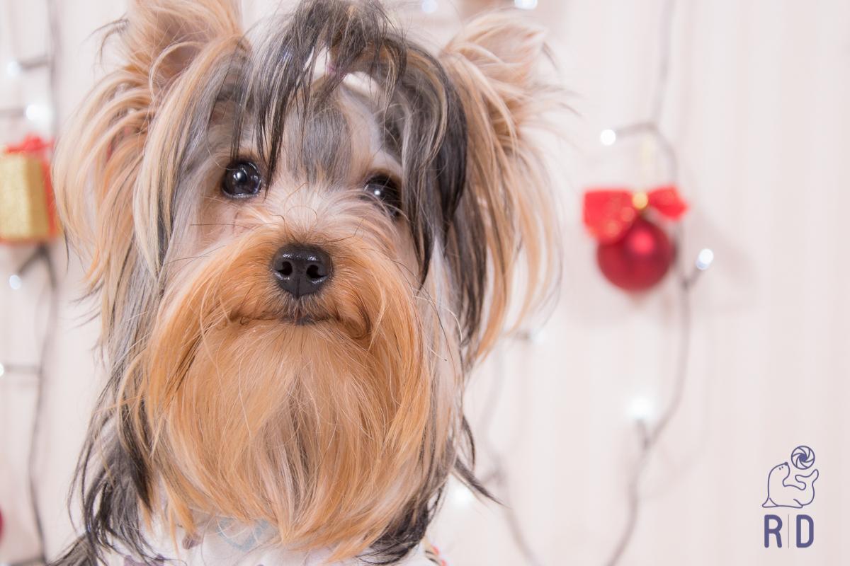 Petfree Natal - Foto 2