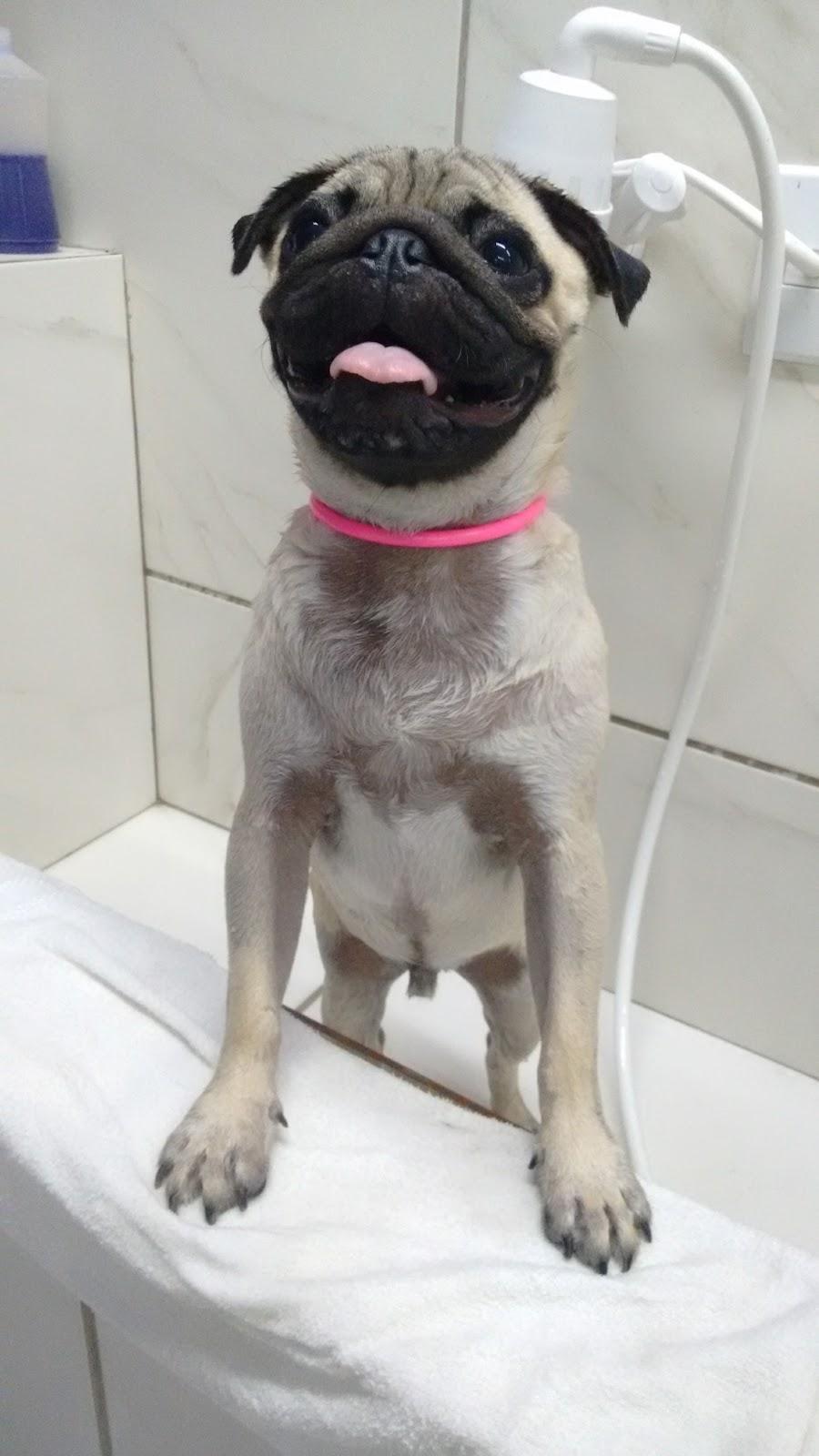 Petfree Natal - Foto 4