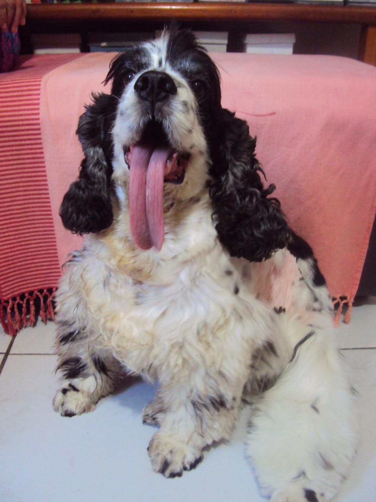 Cia das Patas Clinica Veterinaria - Pet Shop em Natal