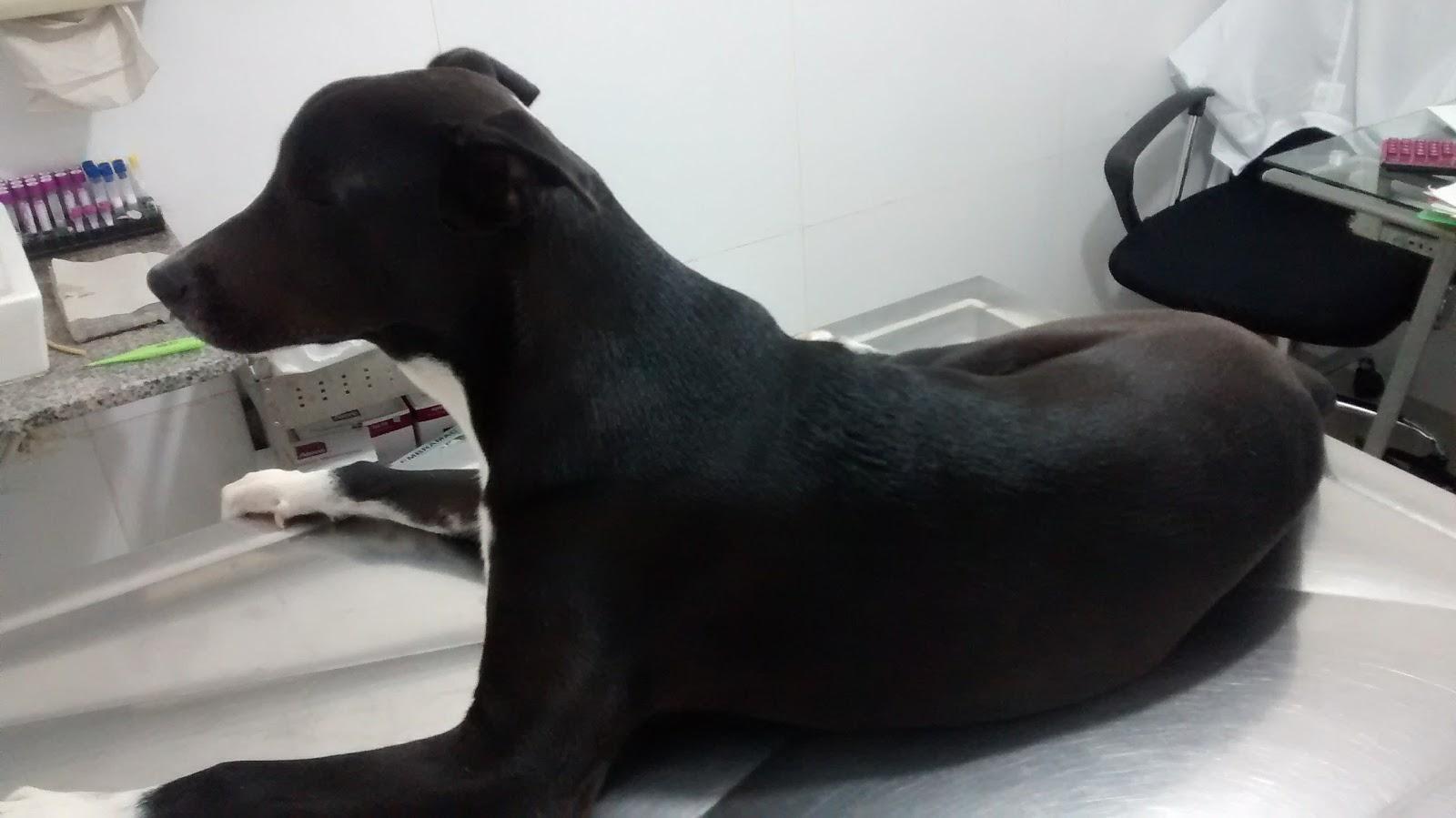 Cia de Cães - Foto 5