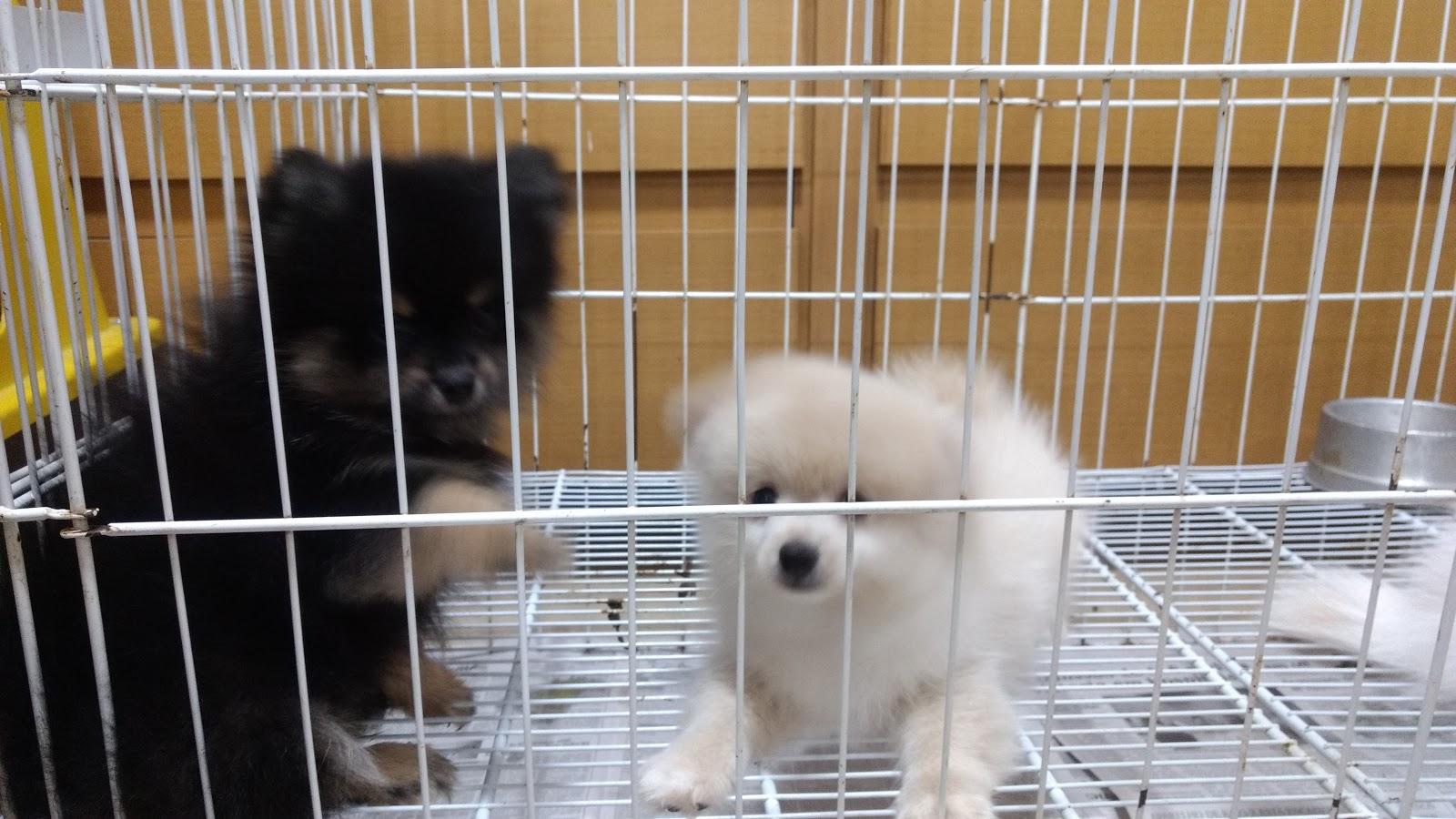 Pet House Pet Shop - Foto 5