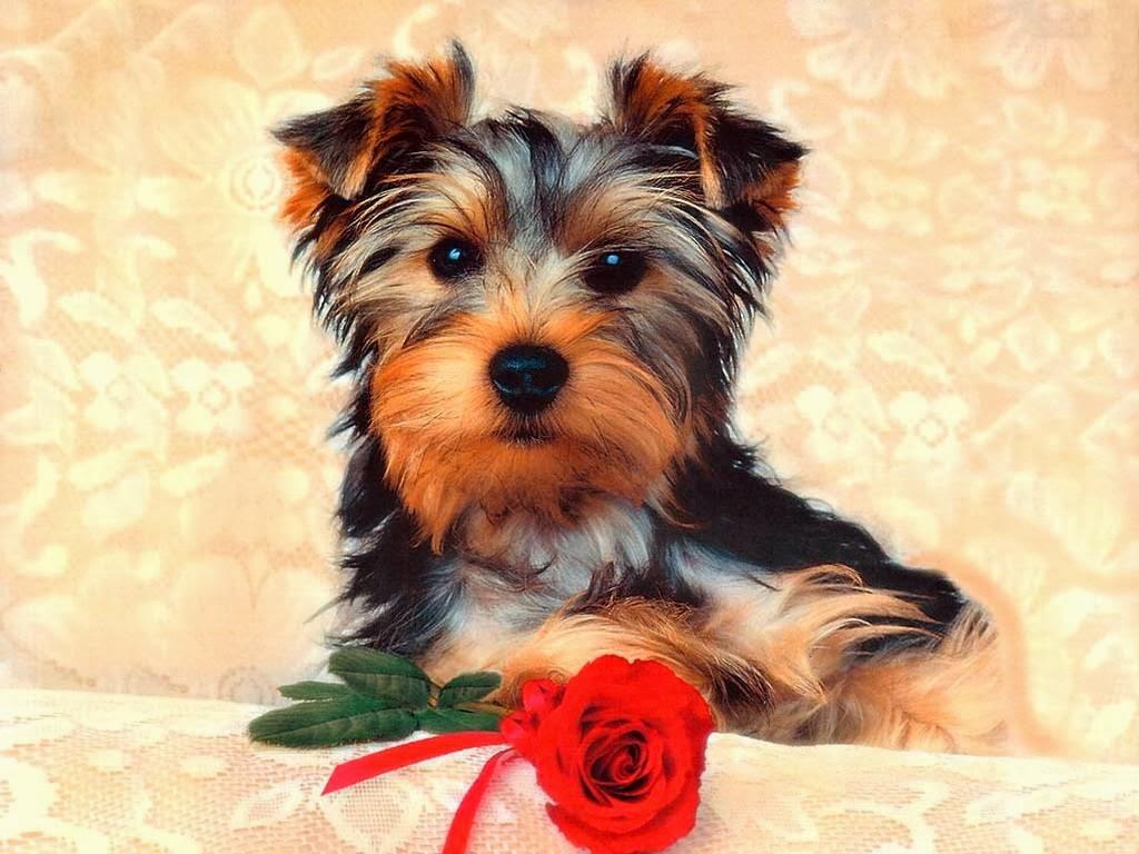 Footprints Pet Shop - Foto 2