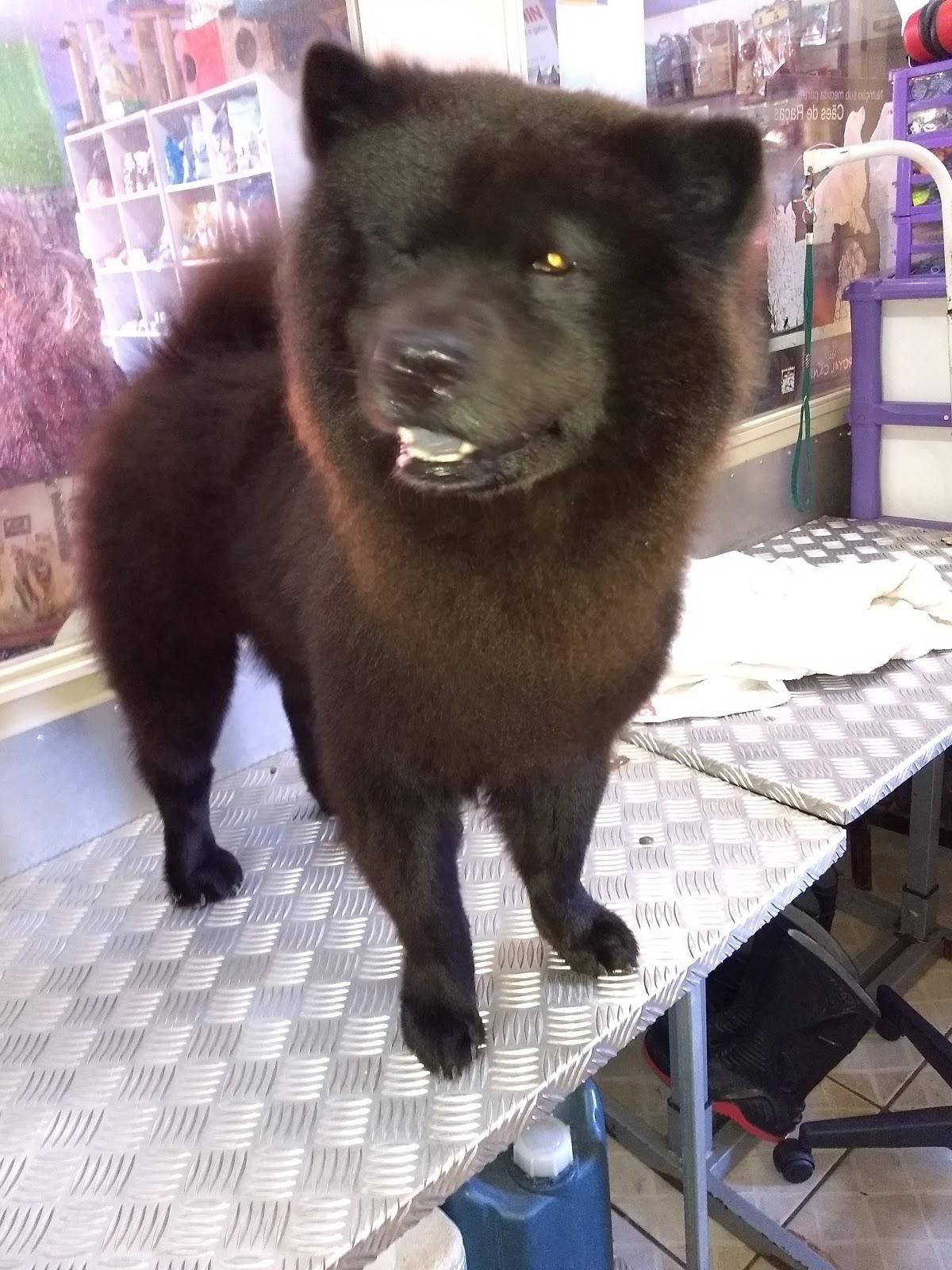 Footprints Pet Shop - Foto 4