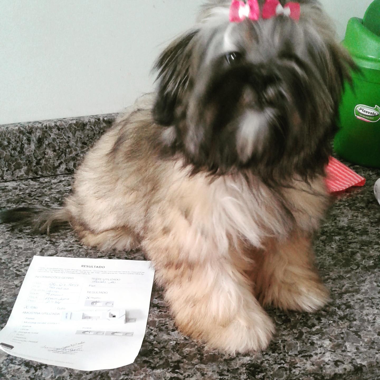 Cavallinis Pet Shop - Foto 4