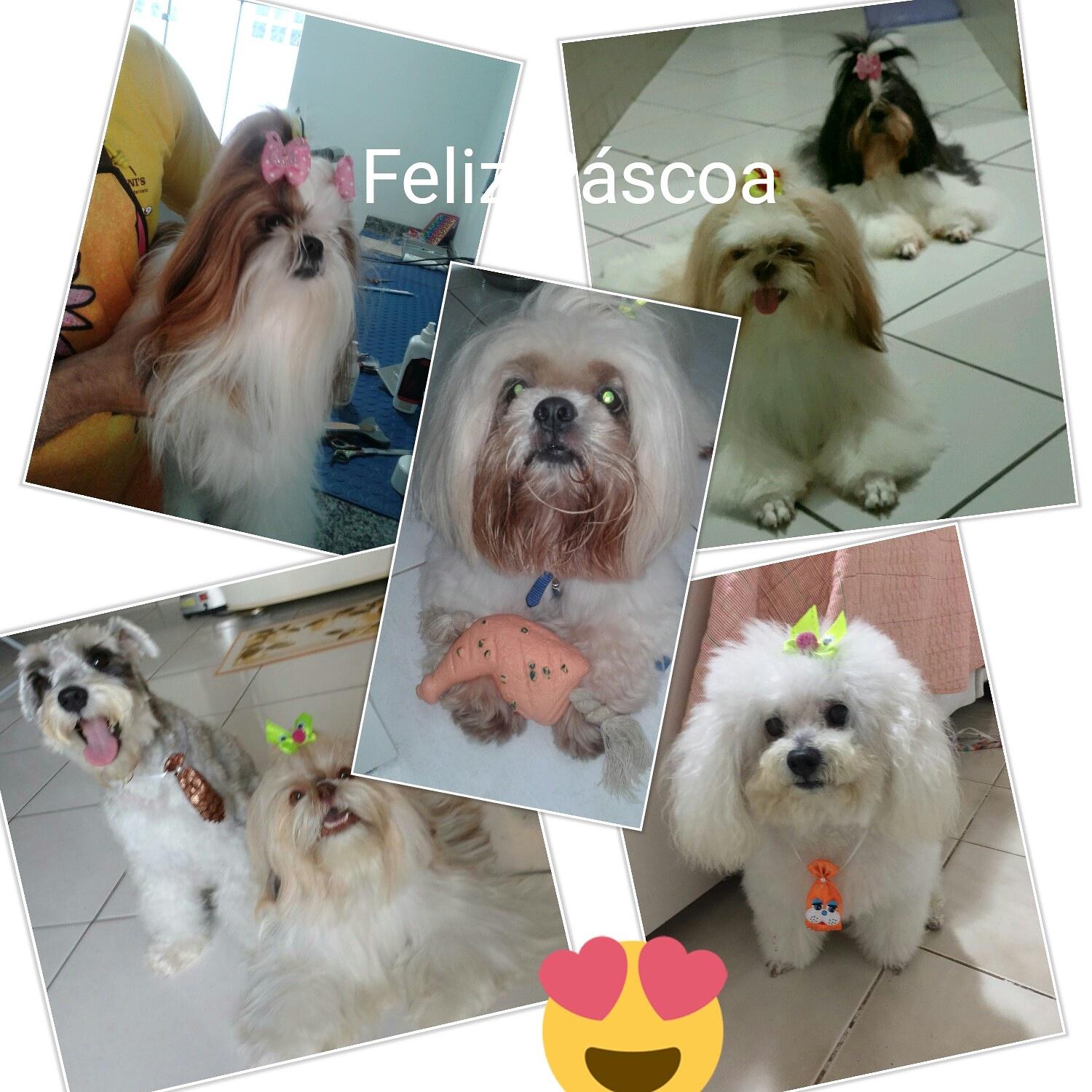 Cavallinis Pet Shop - Foto 5