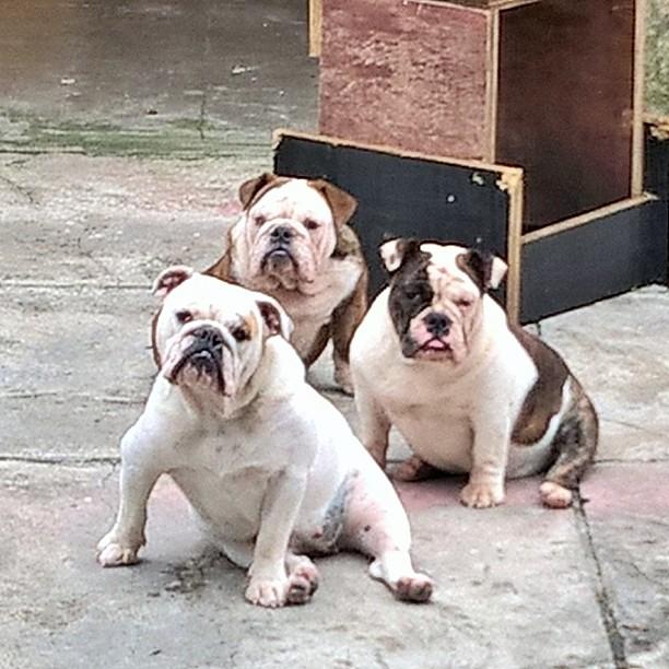 Pet Up - Foto 2