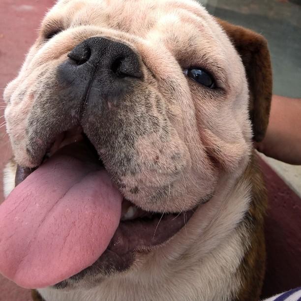 Pet Up - Foto 4