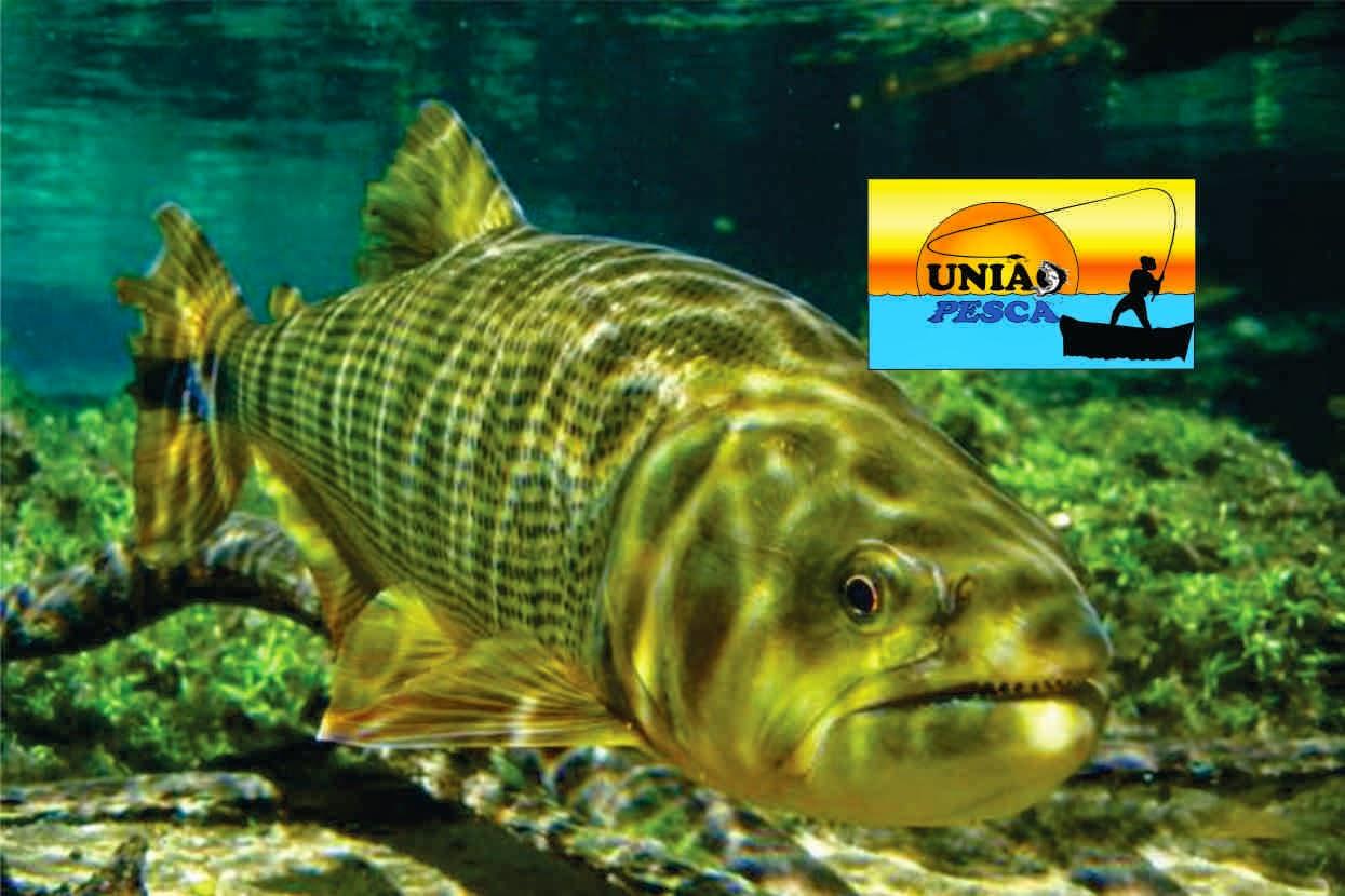 União Pesca - Pet Shop em União da Vitória