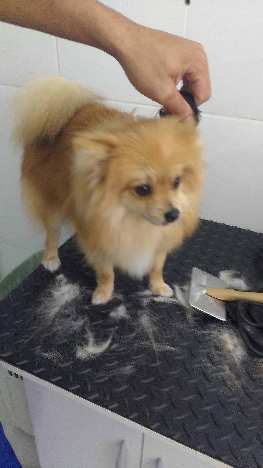 Pet Stop centro. - Foto 4