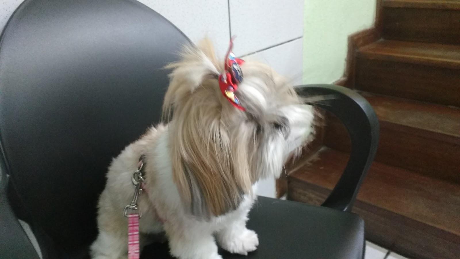 Clínica Veterinária Vetmar - Foto 3