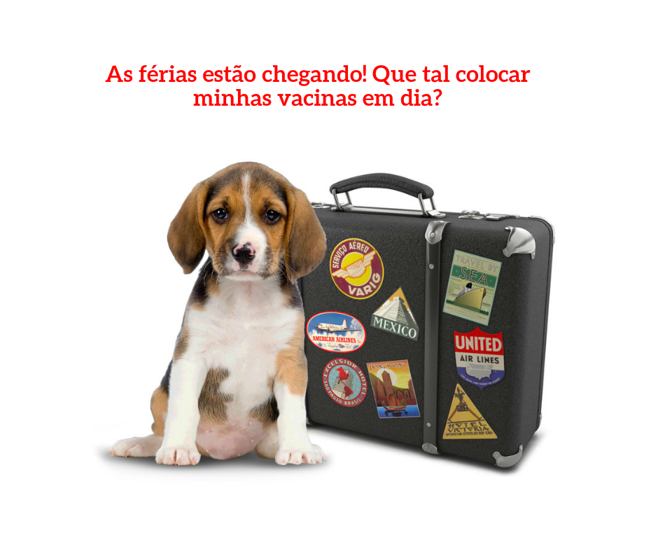 Pet Care Itaipu - Serviços Veterinários (Atendimento Domiciliar)