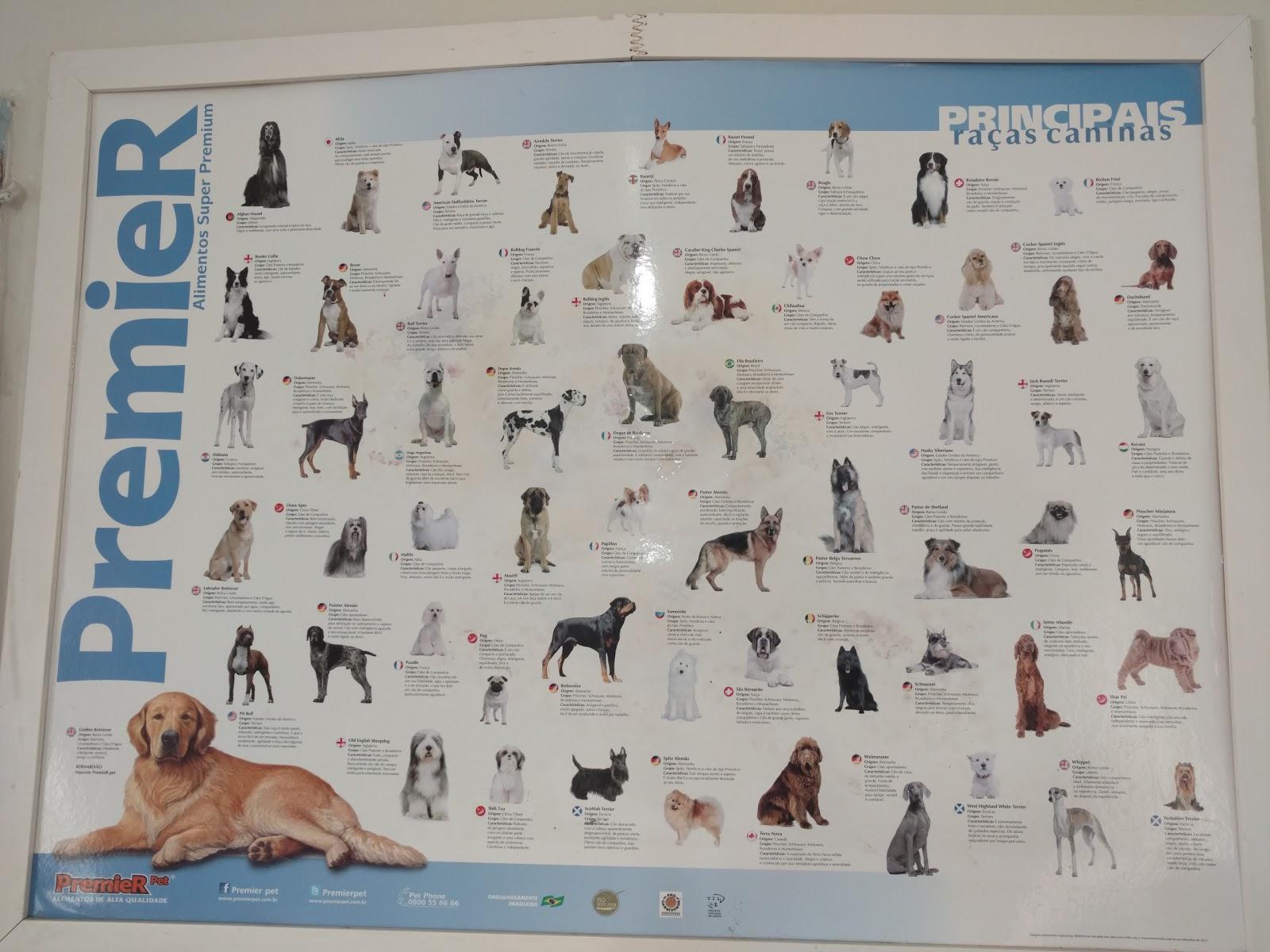 veterinária Vet Amigos - Foto 4