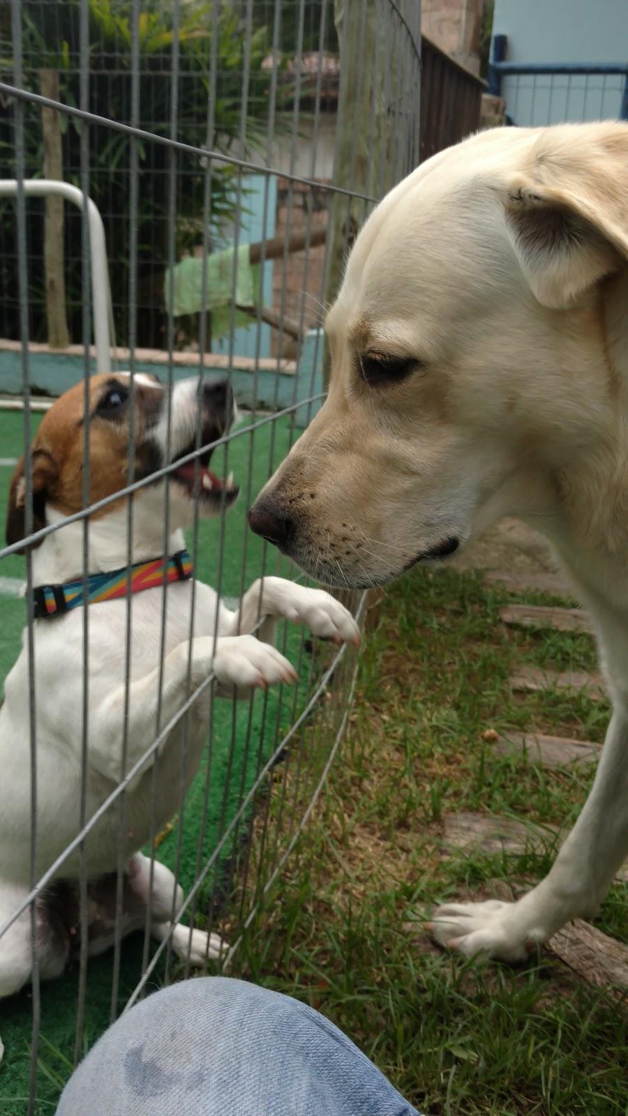 veterinária Vet Amigos - Foto 5