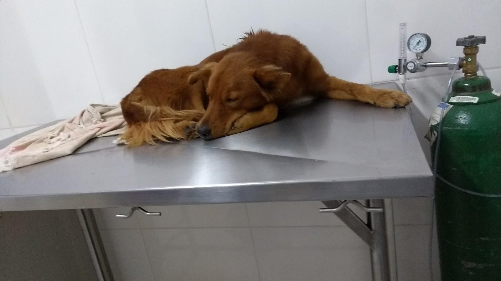 Voltei a Latir Clínica Veterinária