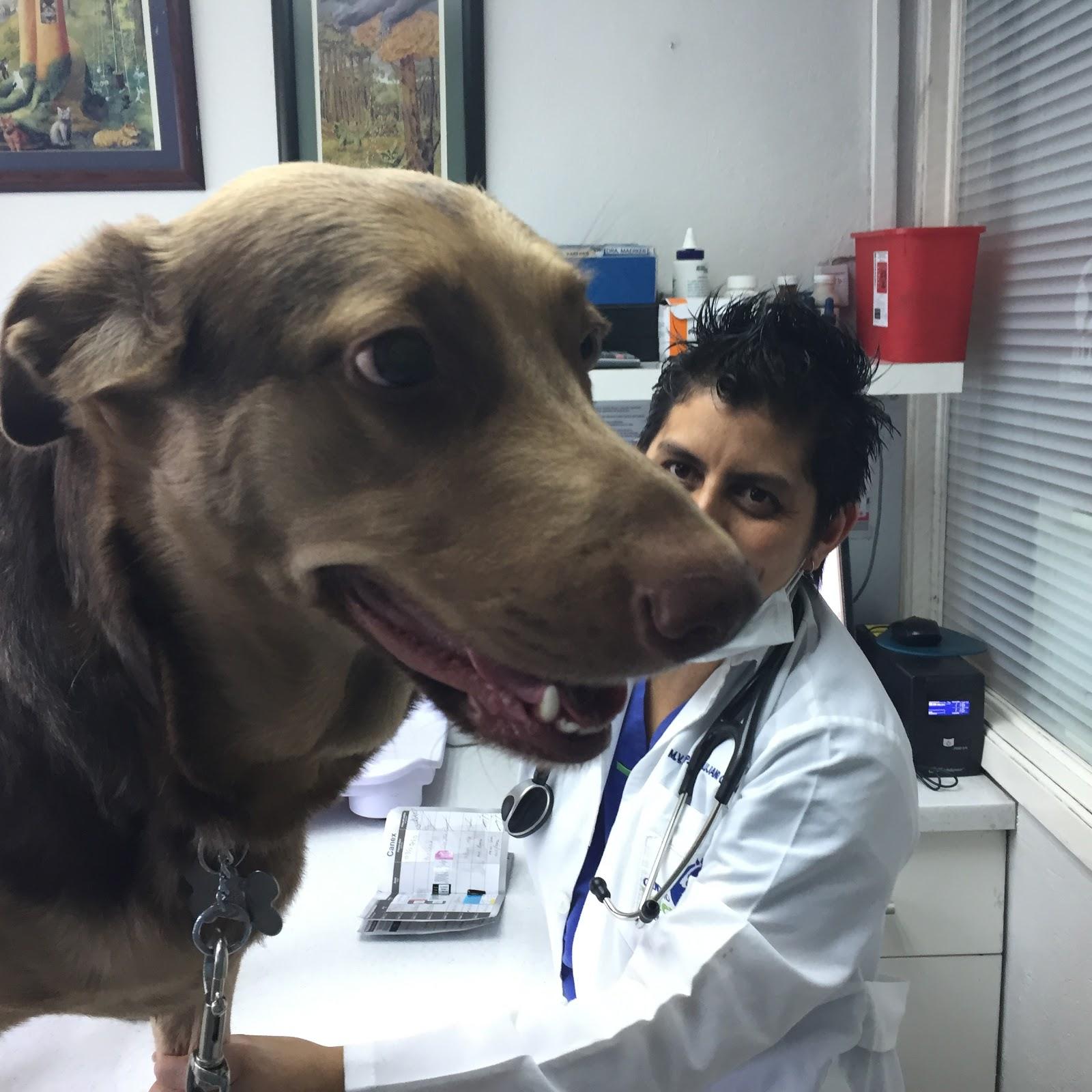 Mexico Veterinary Center - Foto 2
