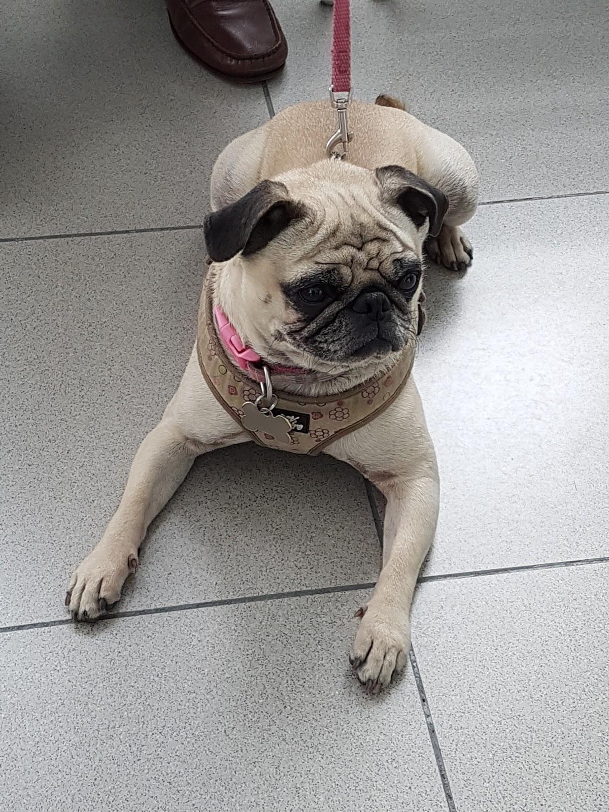 Centro Veterinario México - Foto 2