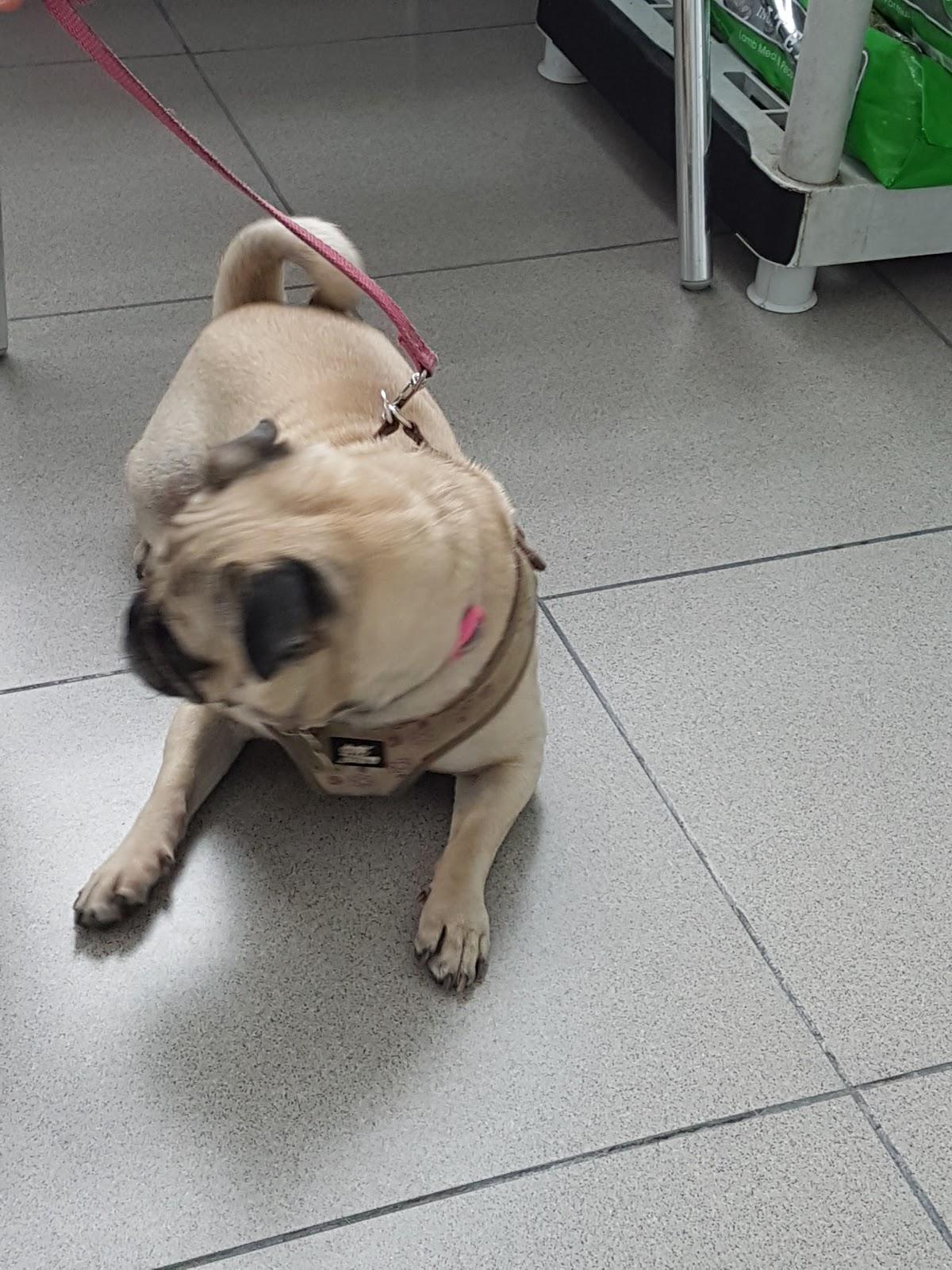 Centro Veterinario México - Foto 3