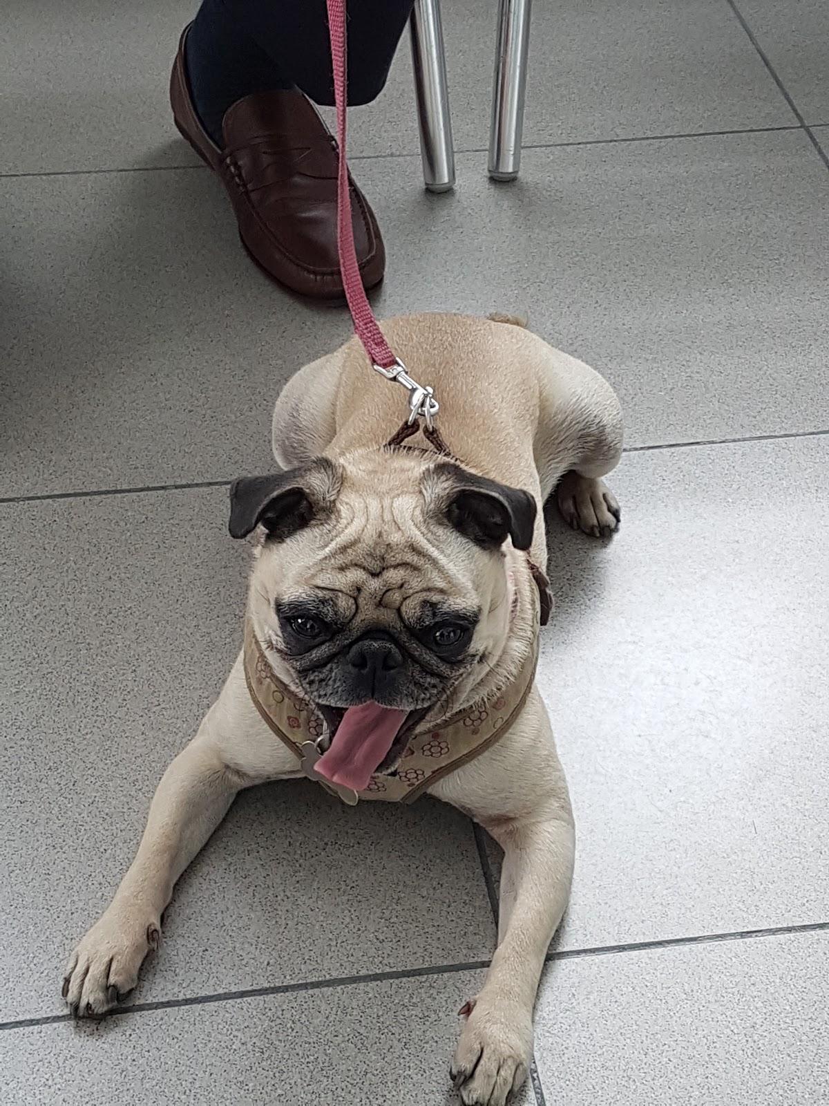 Centro Veterinario México - Foto 4