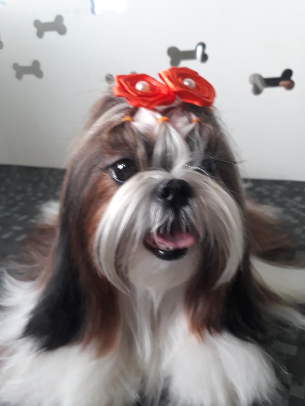 Pet Shop Patas E Garras