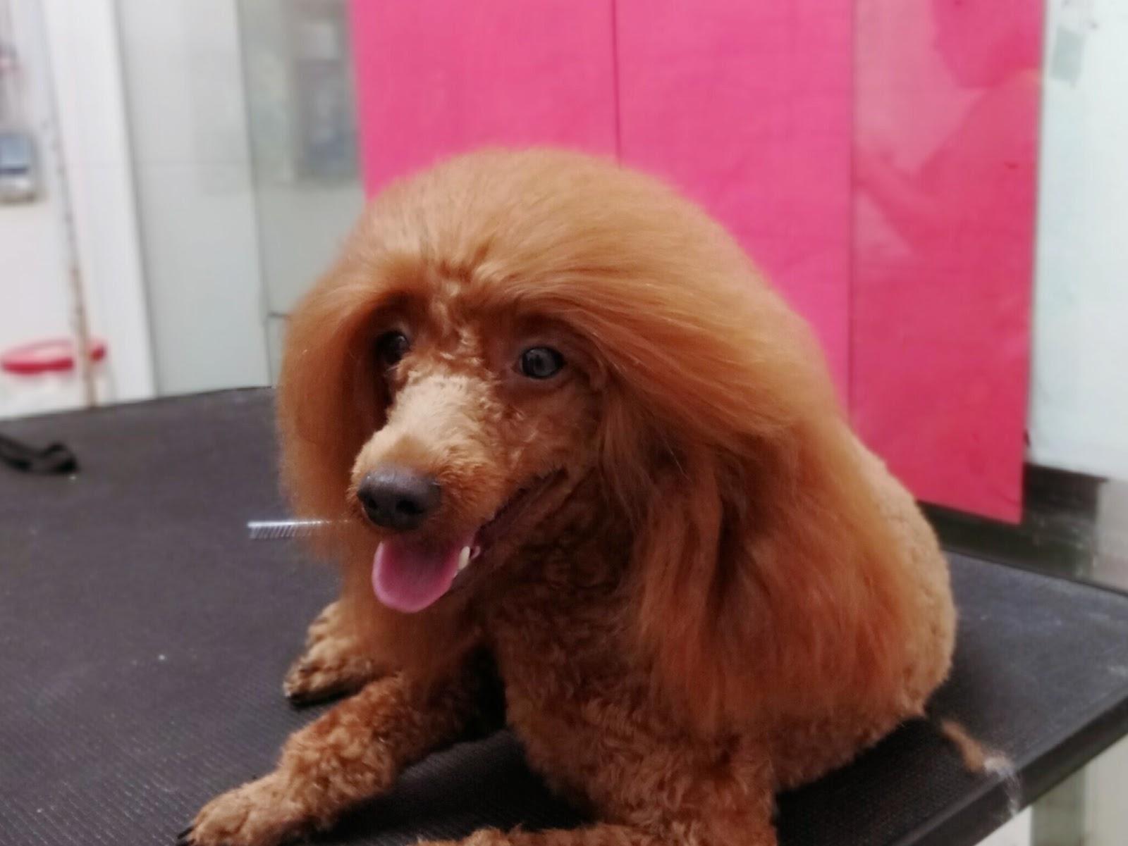 Manipet - Foto 2