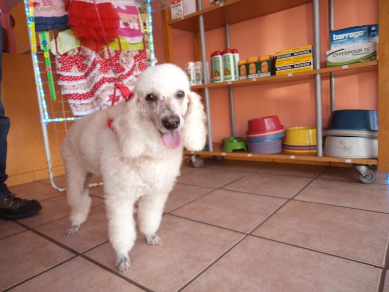 Petshop Essencia do Cão Banho e Tosa - Pet Shop em Macapá