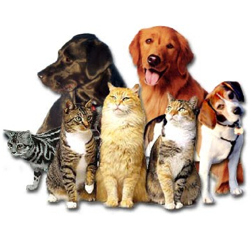 Clínica Veterinária Animale - Pet Shop em Pato Branco